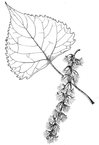 Cottonwood Tree Leaf Coloring Page